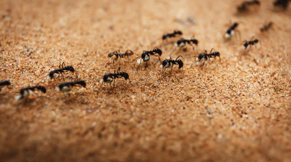 Ants walking along a carpet