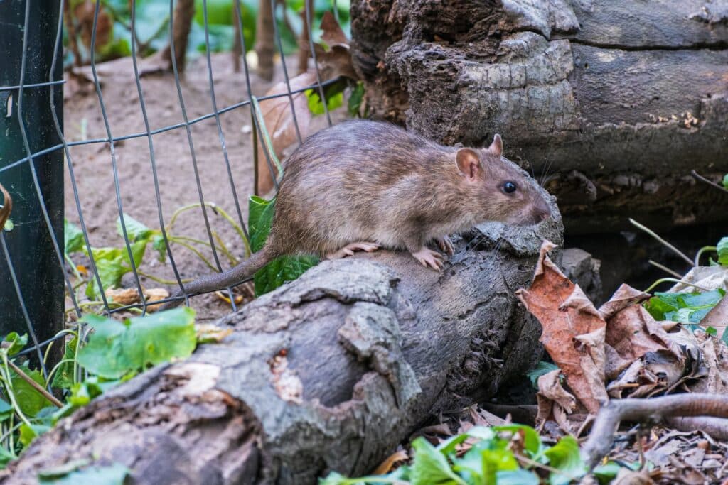 What Cleveland Homeowners Need to Know About Pest Problems 16 Rat perched on a small stump