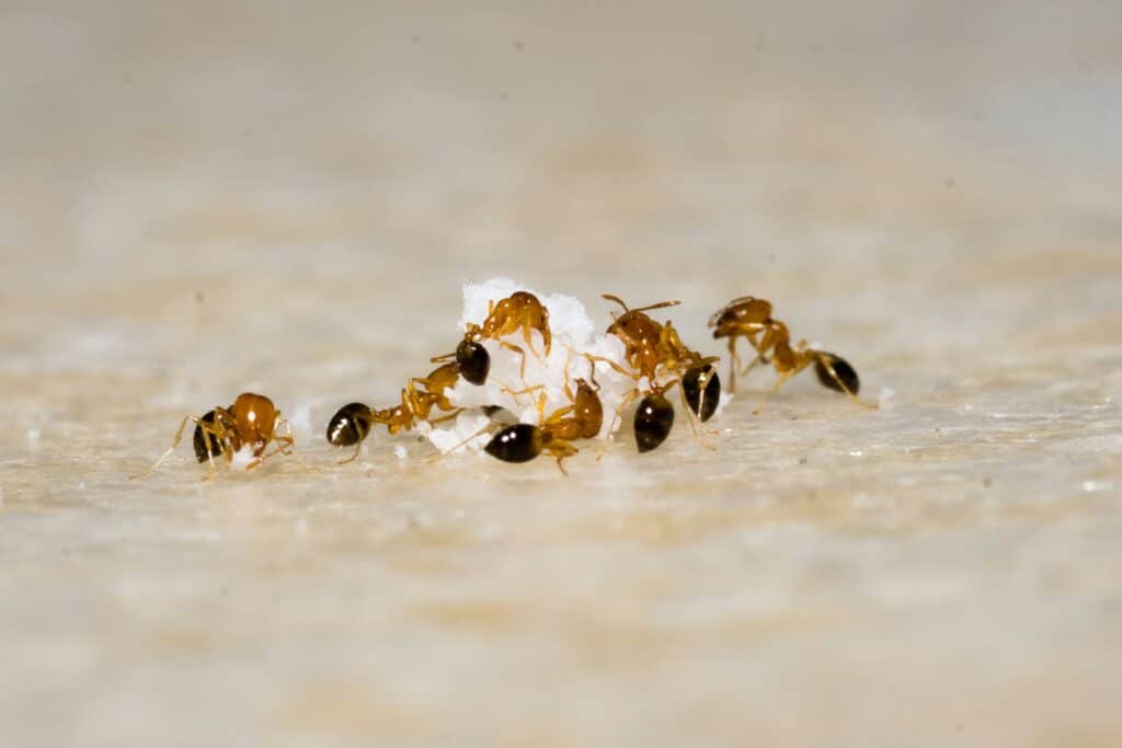 Group of Ants feeding