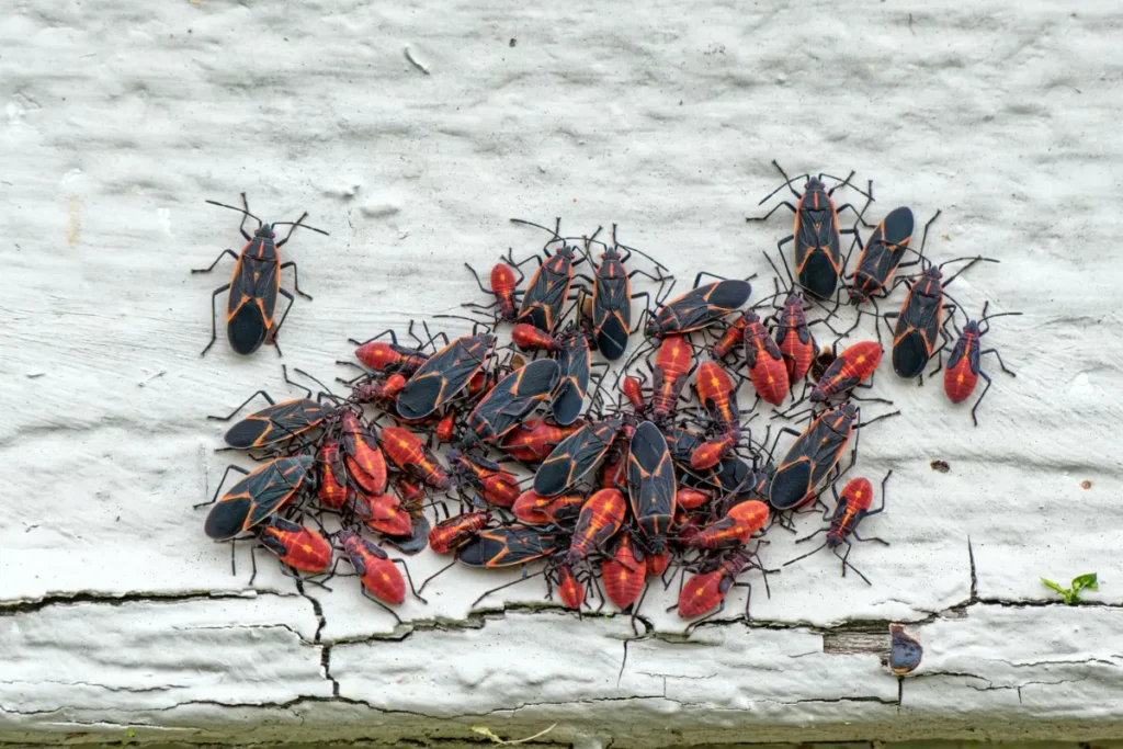 Cluster of red and black bugs