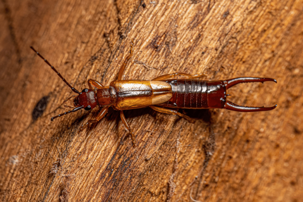 Brown insect with pincers on wood