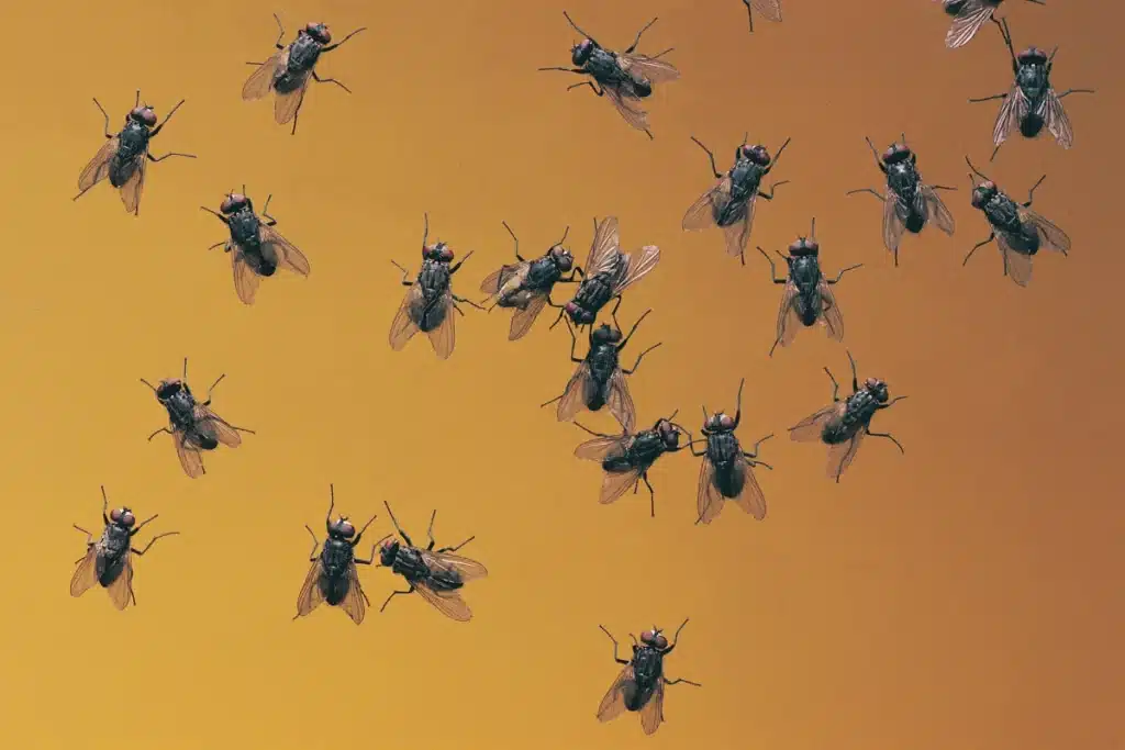 Swarm of flies against orange background