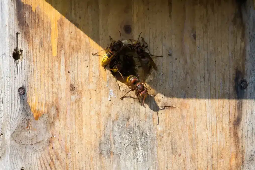 Hornets entering wooden nest hole