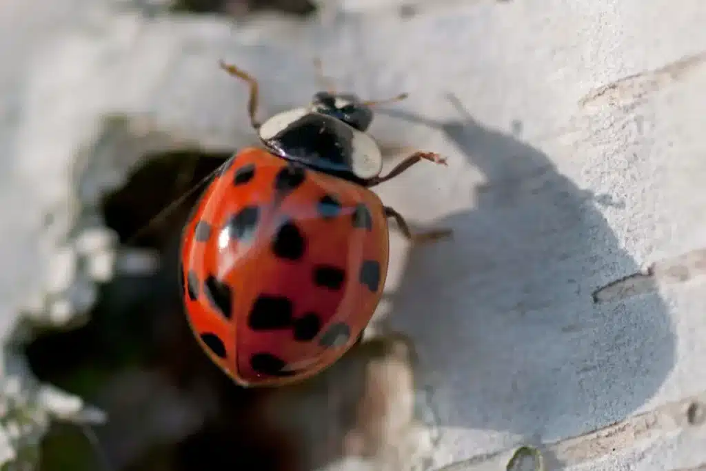 Red ladybug on white bark