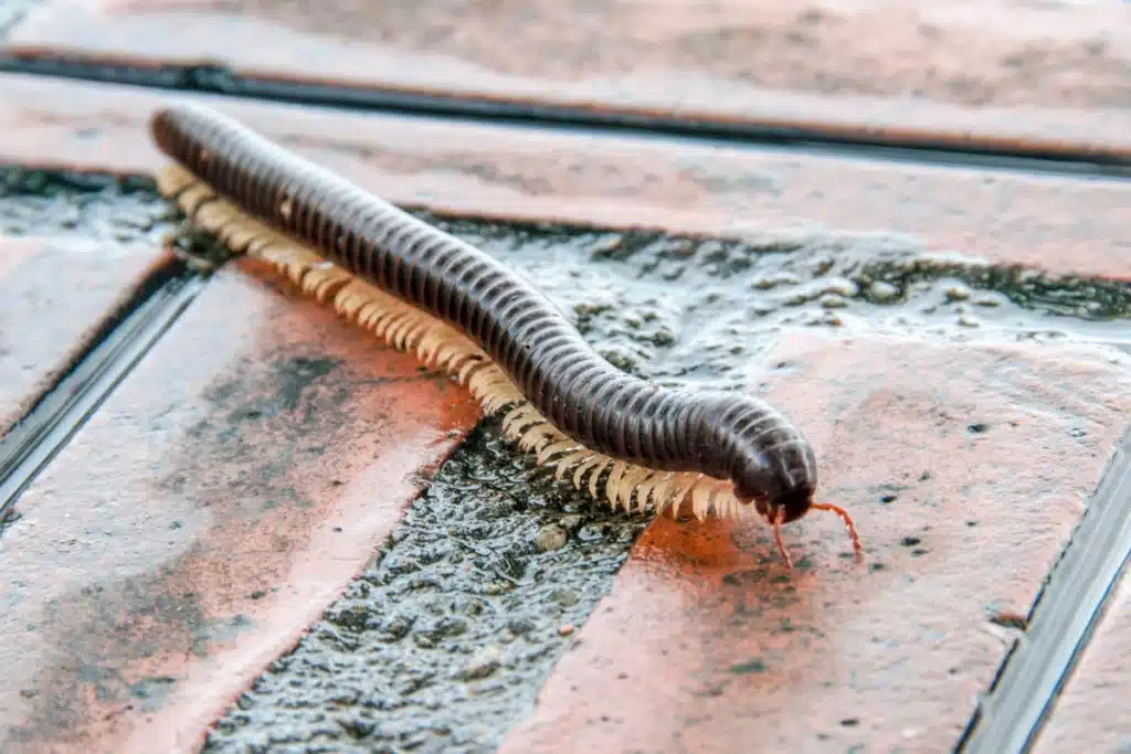 Long, segmented millipede on tiles