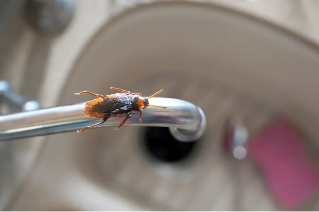 Roach on a sink