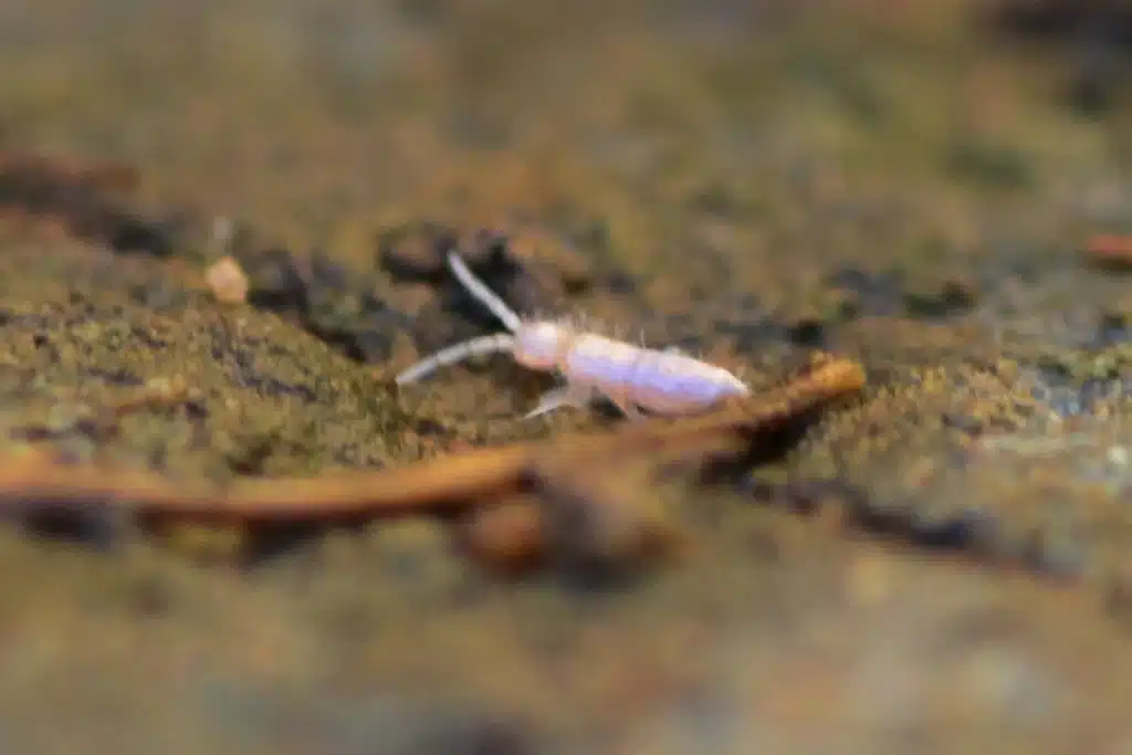 Tiny white insect on soil
