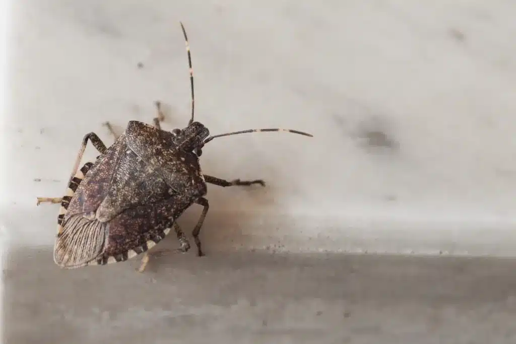 Close-up of a stink bug