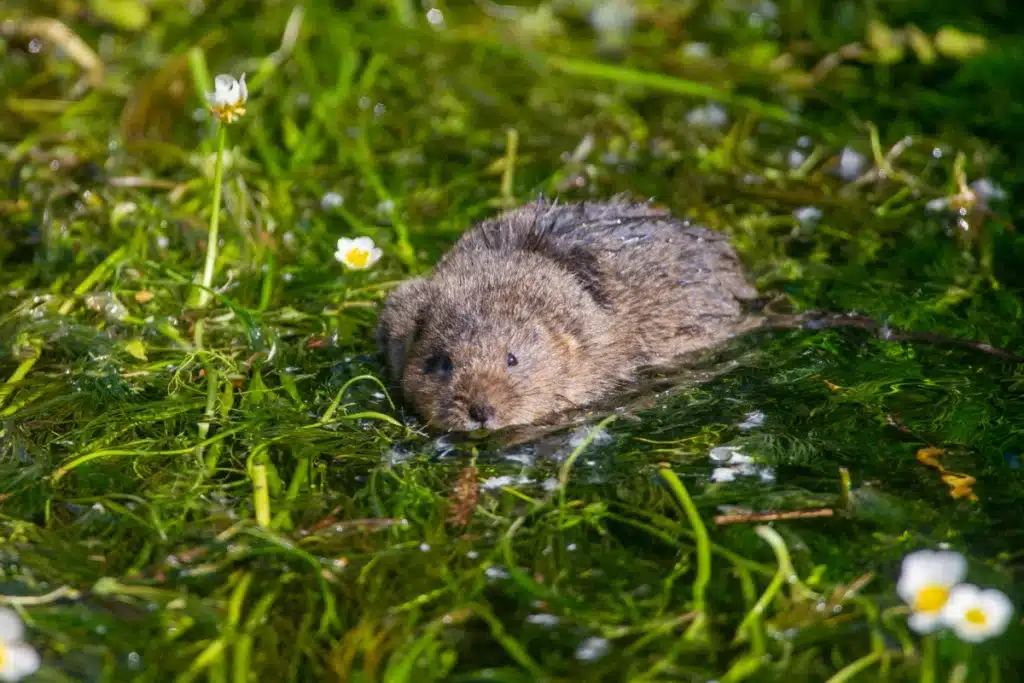 Vole swimming in lush greenery
