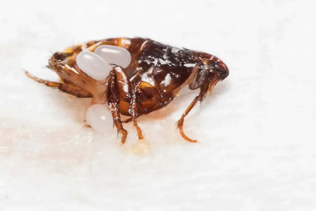 Flea with eggs on surface