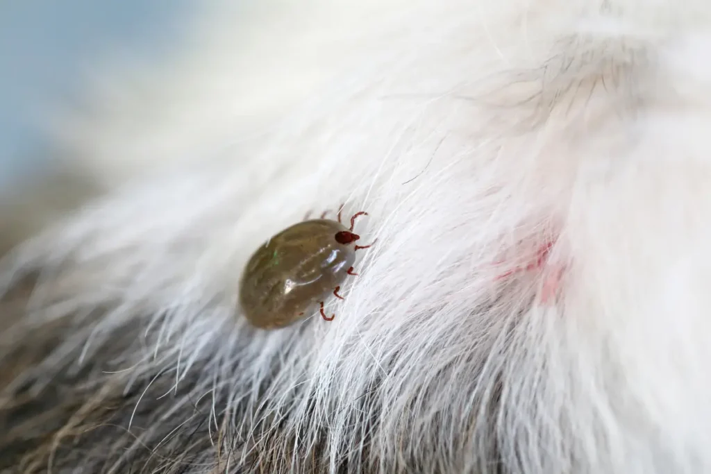 Tick on animal's fur