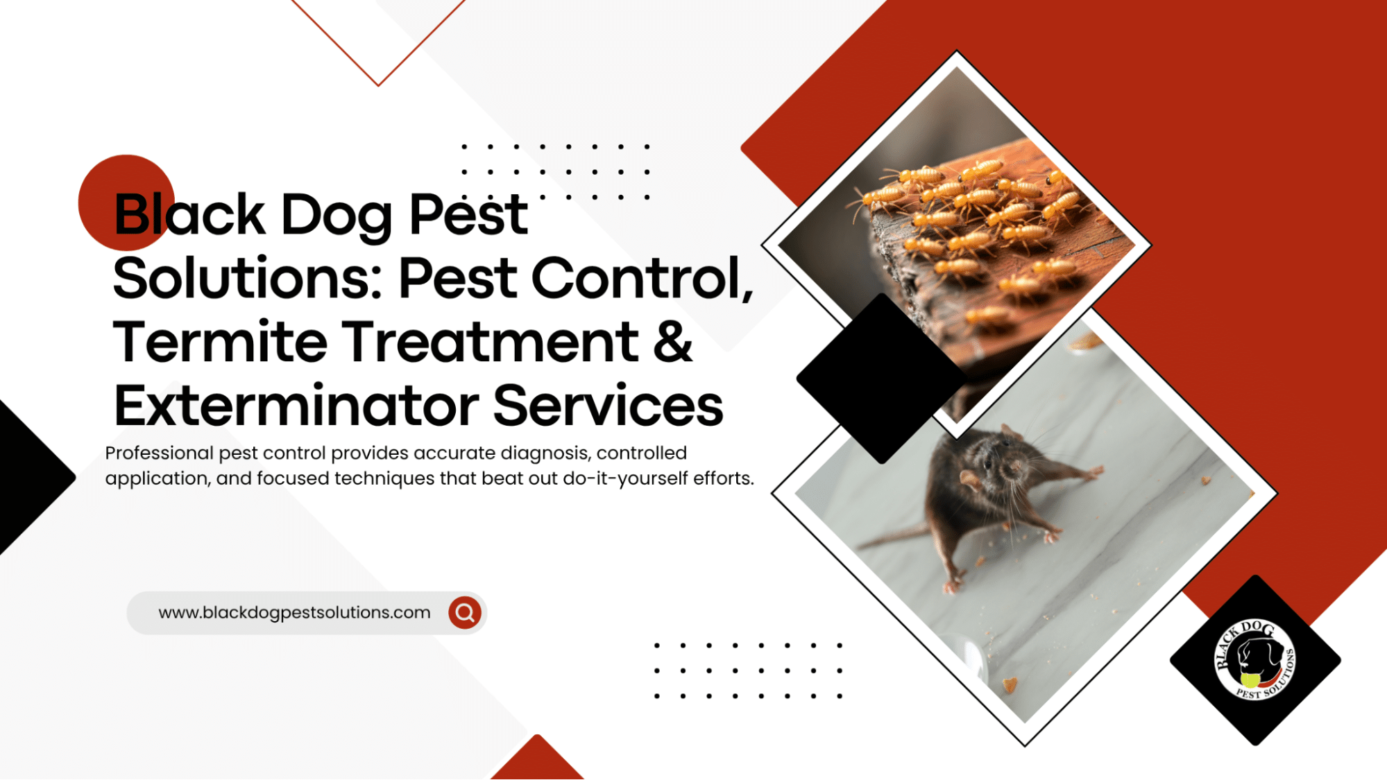 Resources 13 Black Dog Pest Solutions Pest Control Blog